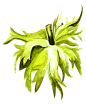 叶子PNG