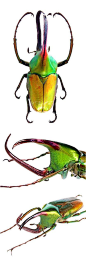 Theodosia甲虫（Viridiaurata甲虫收集，沙巴，北婆罗洲，热带昆虫）