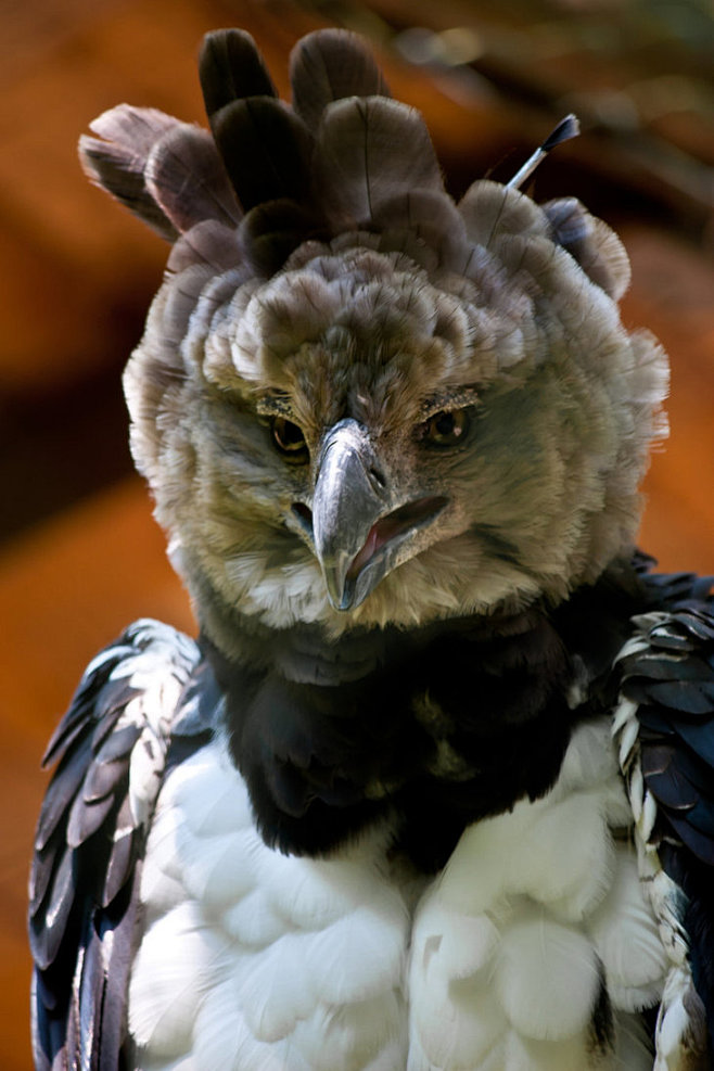 aharpywithquiteahairstylebydeviantteddine