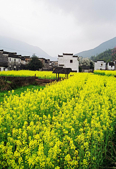 风入画采集到花