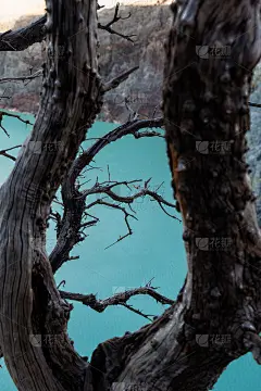 Ijen克拉特，板鱼王