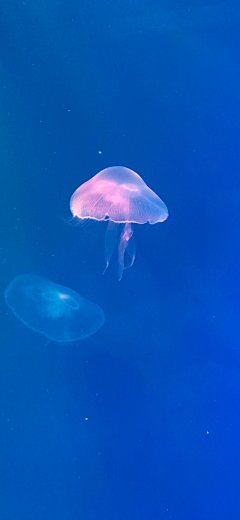 手机壁纸 背景图