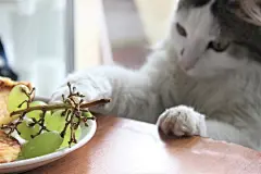 点击来源直接获取大图文件 |cat and food, cat with grapes