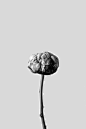 - 11 day progression of a Peony

Photograph and Gif by Mario Kroes