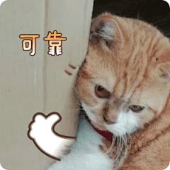 #这猫可真没白养# 这猫能处 #嘿千翻表情包#