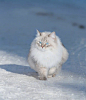 优设的照片 - 西伯利亚森林猫snow.queen.melis