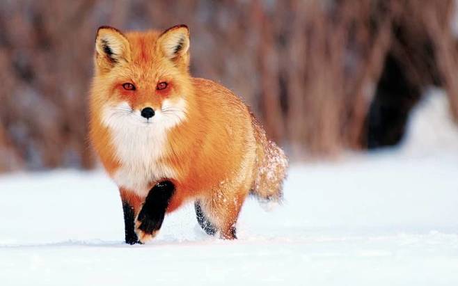 雪地上的可爱狐狸