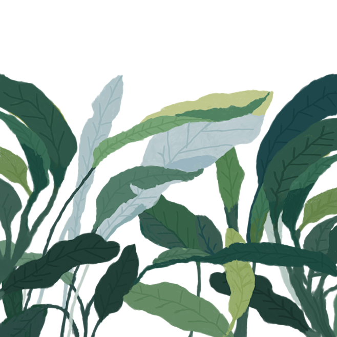 手绘植物 插画 边框 png