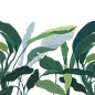 手绘植物 插画 边框 png