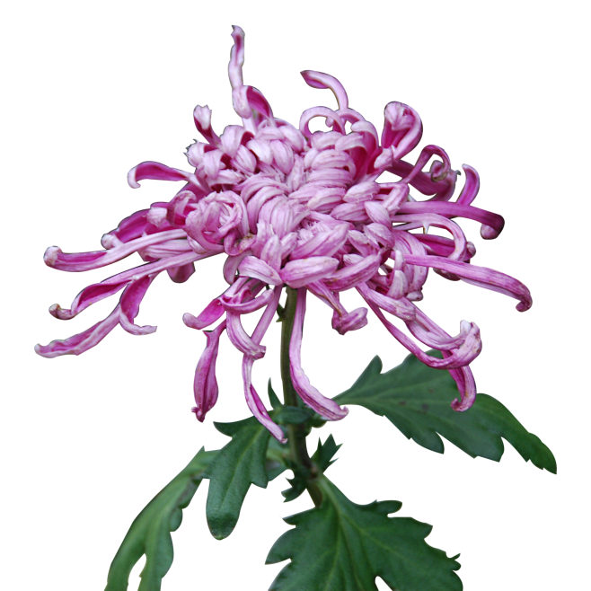 紫色 秋菊 漂浮元素免抠png图片壁纸