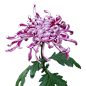 紫色 秋菊 漂浮元素免抠png图片壁纸