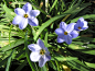 Ipheion uniflorum 。花韭。