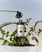 Forget beauty branding for humans; Sowvital is a luxury self-care brand for plants[主动设计米田整理]