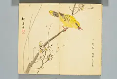 《诗经名物图解》黄鸟 - 视觉中国设计师社区