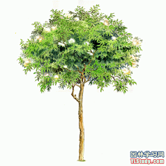 最全100-1张精美园林植物水彩效果图（拉丁名+种名） - 手绘效果图 - 园林学习网 - 10年专注！最大最精最专一的园林景观行业交流平台 - 手机版