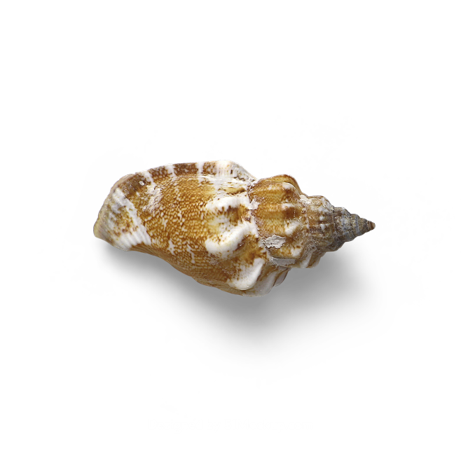 超高清 海星 海螺 贝壳 珊瑚 海马等 ...