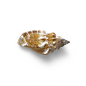 超高清 海星 海螺 贝壳 珊瑚 海马等 航洋生物主题 png元素 shell-63