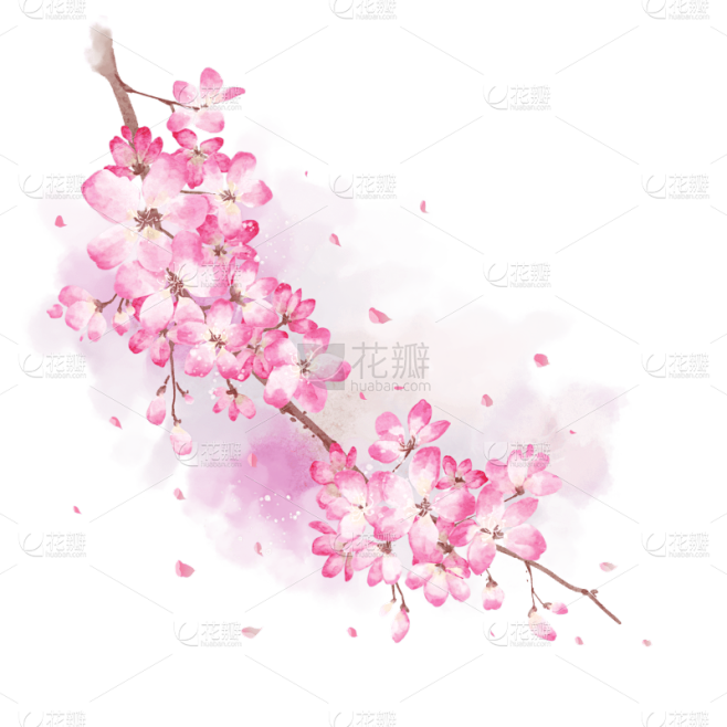 手绘粉色水彩樱花花朵插画元素5