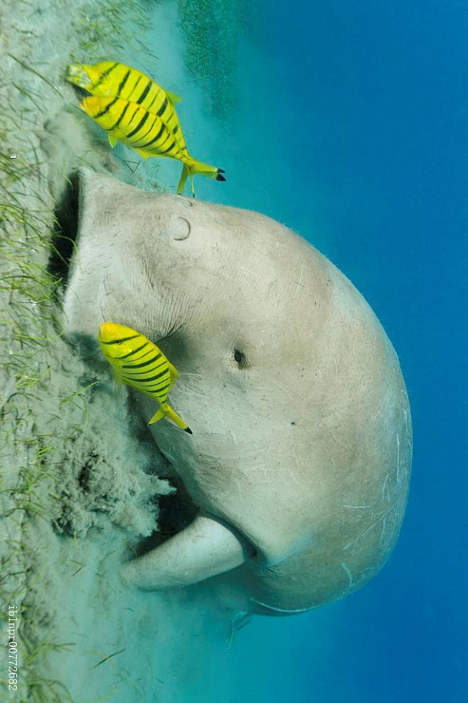 海牛目儒艮科儒艮属儒艮