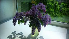 清雅的丁香花图片电脑桌面壁纸鲜花桌面壁纸4
