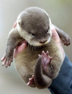 #花瓣爱萌物#Baby Otter，萌爆...