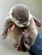 #花瓣爱萌物#Baby Otter，萌爆了！