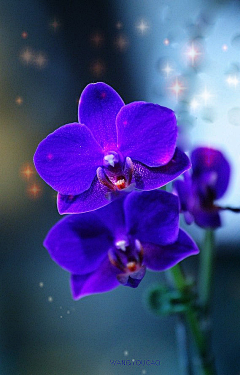 伍…公子~~采集到花