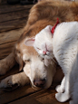 Dogs, Cats And Other Family Critters ;) /