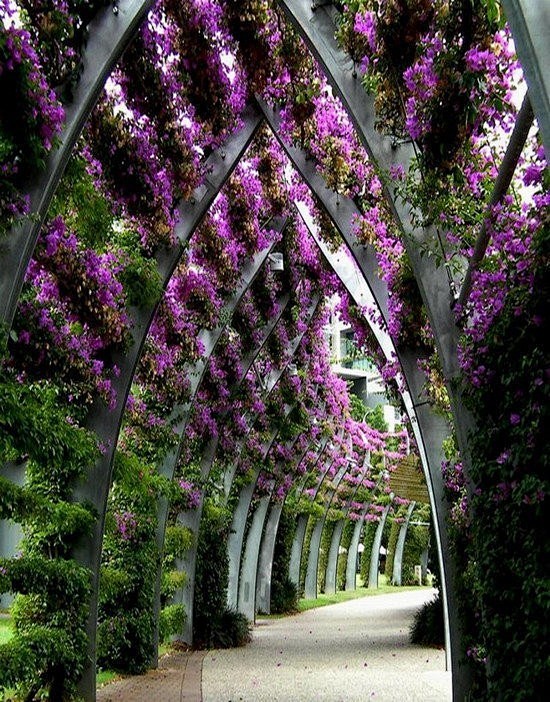 花园式庭院  