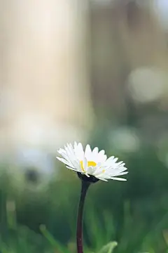 清新小花安卓手机壁纸