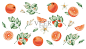 水彩插图手绘橙子，葡萄柚，橘子与绿叶和鲜花。热带citruis水果。新鲜果汁成分。维生素C插画图片素材