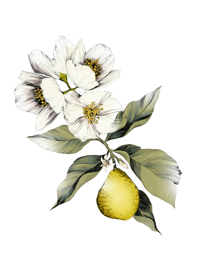 Anthos Botanicals Ha...