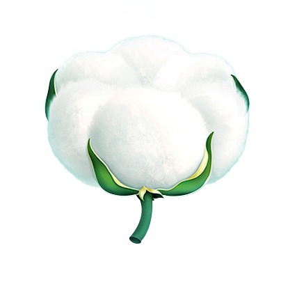 棉花@北坤人素材