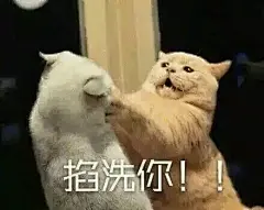 喵星人表情包 分享给你们～ ​​​​