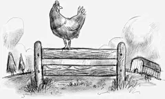 铅笔画大公鸡免抠素材 设计图片 免费下载 页面网页 平面电商 创意素材 png素材