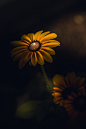 Photograph My Guiding Light by Paul Barson on 500px