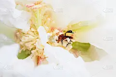 白花和蜜蜂在近处