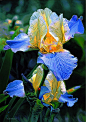 Floral Paintings / Art of Russell Cobane