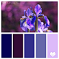 Very-Peri-Iris Purple Blue SQ.jpg