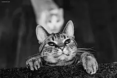 Felicity Berkleef 我与猫咪的回忆 喵星人 家庭摄影 宠物摄影 萌 安静 随拍 唯美 猫 可爱 