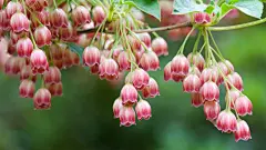 苹果Mac OS X Lion 系统壁纸39900_桌面壁纸_系统壁纸类_图库壁纸_联盟素材