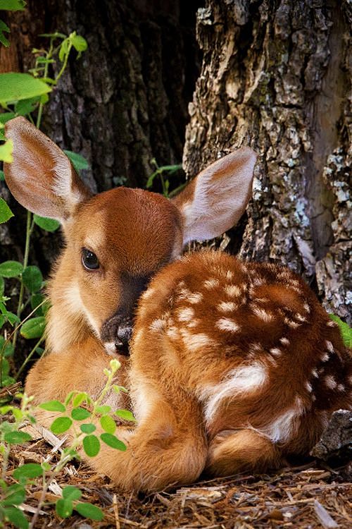 plasmatics-life: Bab...