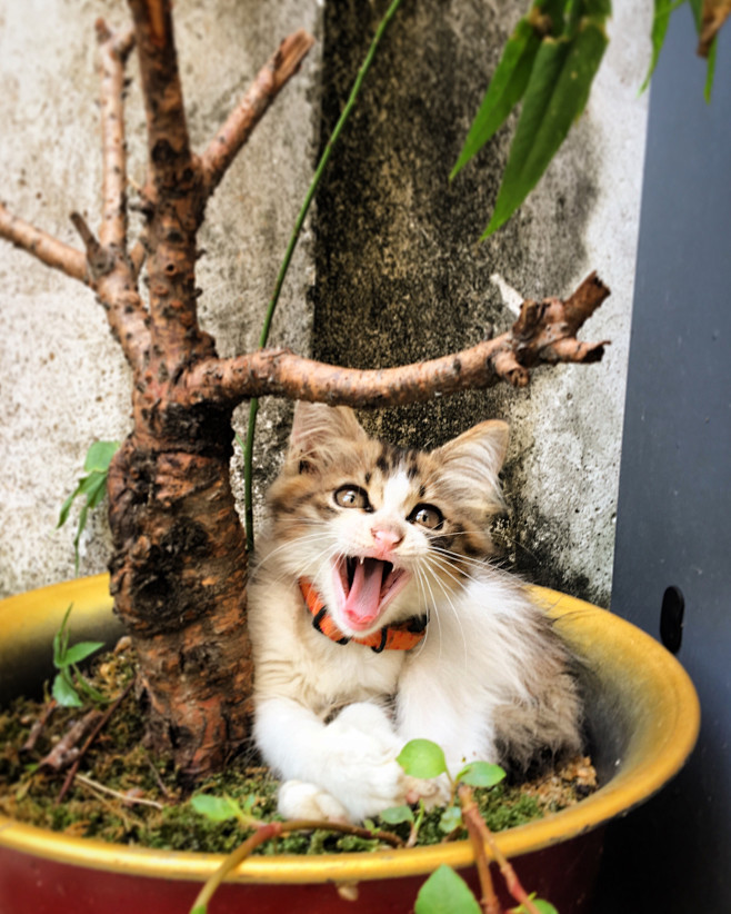 #喵星人 #猫 #萌宠 #宠物 #花盆 ...