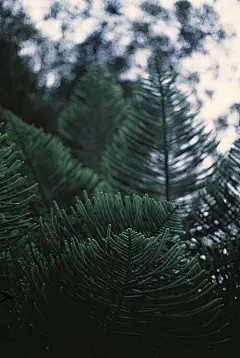 不觉嫣红紫，但见青绿沉。