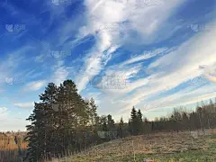 松树山的背景是蓝天和春天的田野与去年的草