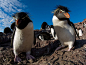 Photo: Rockhopper penguins