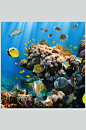 海底世界热带鱼图片素材珊瑚水族馆