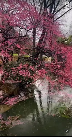 花草集 - 高清图片，堆糖，美图壁纸兴趣社区
