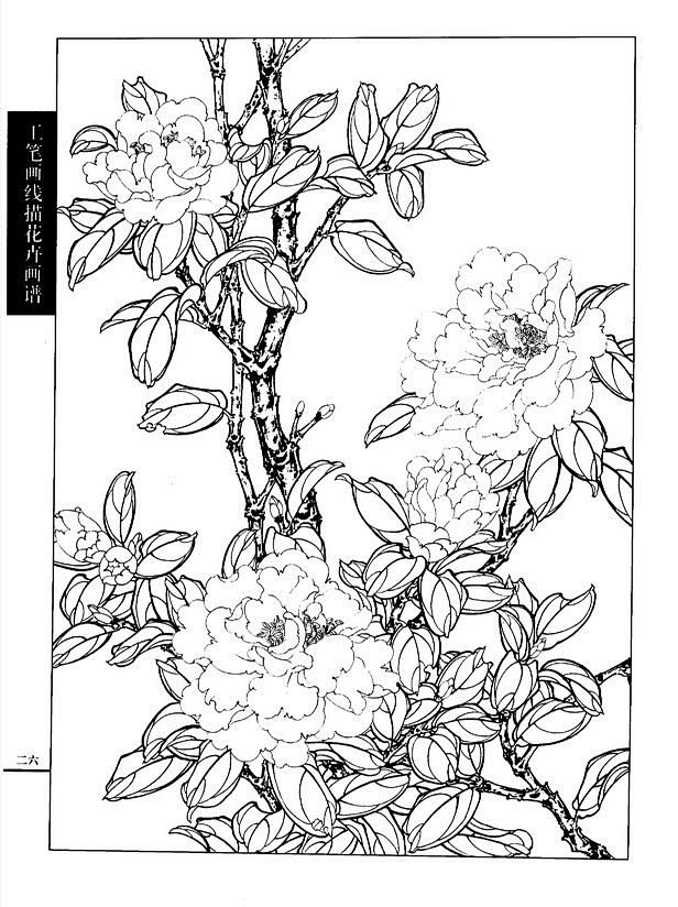 工笔画线描花卉画谱(茶花篇)