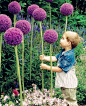 Purple Sensation大绒球: 
大花葱，学名Allium hollandicum
葱属为多年生鳞茎植物，约1250种，旧时归百合科，现在植物学分类将其独立成葱科。